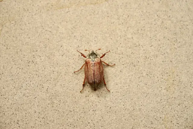 Der Maikäfer ist mehr als ein Insekt – er ist der Frühlings-Flügelflitzer, der mit Charme, Chanson und Chitin den Mai zum Erlebnis macht. 