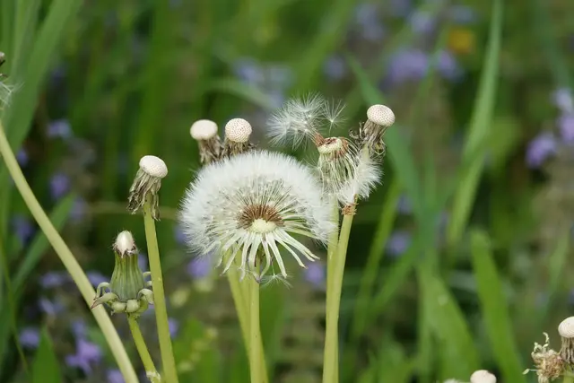 Gleichzeitig ist sie ein Bild für Vergänglichkeit. Ein Windstoß, ein Kinderlachen, ein unachtsamer Schritt – und die Kugel löst sich auf, als wäre sie nie gewesen. Doch gerade diese Flüchtigkeit macht sie zu einem Symbol der Gegenwart: Wer eine Pusteblume betrachtet, spürt, wie kostbar der Moment ist, bevor er sich in Luft auflöst.