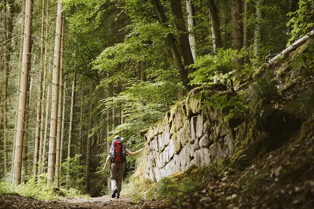 In den Mischwäldern der Region lässt sich der heiße Sommer gut aushalten. | Foto: Churfranken e.V. / Dominik Stapf 