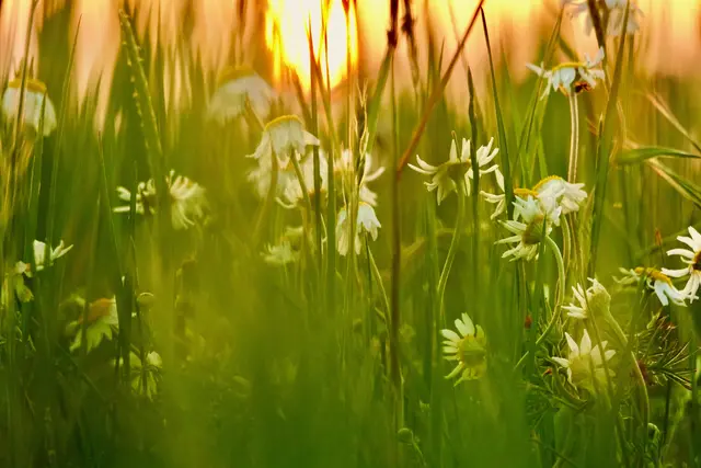 Magischer Pfingstsonntag-Morgen bei Miltenberg-Wenschdorf
Wie ein gehütetes Geheimnis liegt der Morgen über den Höhen bei Miltenberg-Wenschdorf. Der Himmel atmet in zartem Gold, und über Wiesen, Feldern und stillen Wegen ruht ein Licht, das nicht nur den Tag eröffnet, sondern die Welt für einen Augenblick verwandelt. Kein Laut scheint die Sanftheit dieser Stunde stören zu wollen; selbst der Wind streicht nur leise durch das junge Grün, als wolle er die Stille nicht wecken. Es ist ein Pfingstsonntag-Morgen, der nicht einfach anbricht, sondern sich wie ein leiser Segen über die Landschaft legt – voller Frieden, voller Duft, voller jenem stillen Zauber, der das Herz anhält und die Seele lächeln lässt.

