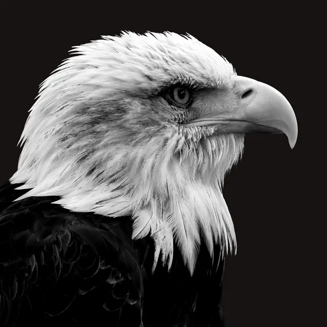 Wild Majesty | Foto: Bernd Ullrich