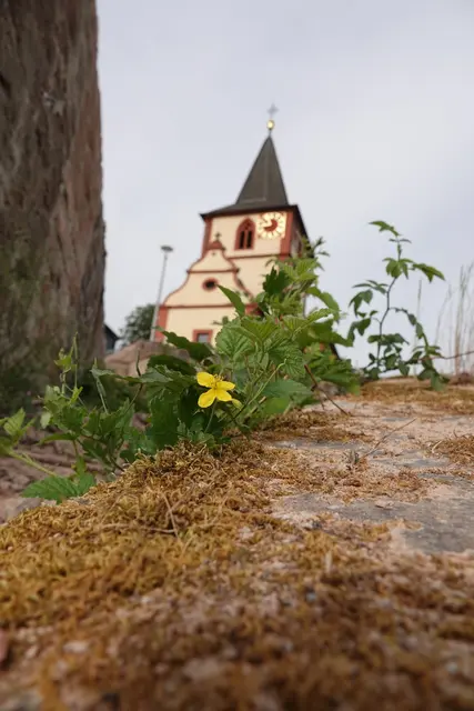 Das Dreifaltigkeitsfest näher – und mit ihm die Einladung zu Gottesdiensten, Andachten, Ausflügen und Wallfahrten, nicht zuletzt nach Walldürn, wo sich religiöse Tradition und frühsommerliche Landschaft auf besondere Weise begegnen.