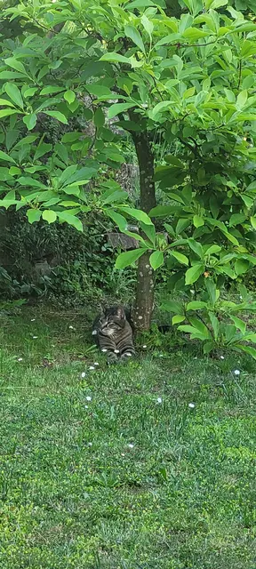 Der Kater von Anja und Stefan Schwarzkopf aus Sulzbach ist sehr gerne im Garten und begrüßt die Gäste. | Foto: privat