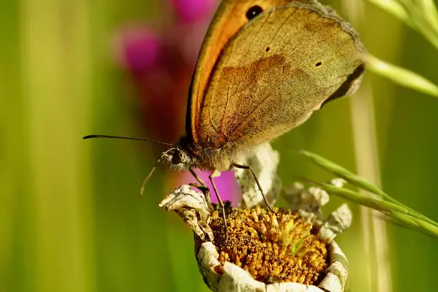 Das Wiesenvögelchen sucht die Wärme, die der Tag noch hinterlassen hat, und findet im dichten Gefüge der Wiese einen Lebensraum, der zugleich Schutzraum und Bühne ist. Zwischen Halmen und Blüten, im ruhigen Übergang vom Tag zum Abend, wird aus einer beiläufigen Beobachtung ein genauer Blick auf die feine Abstimmung von Art, Jahreszeit und Landschaft.