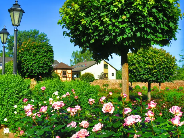 Der Rosengarten in Klingenberg | Foto: Stadt Klingenberg am Main