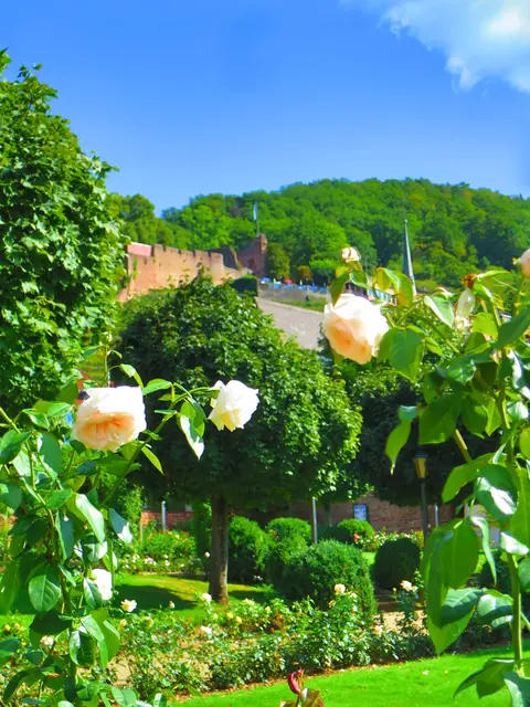 Der Rosengarten in Klingenberg | Foto: Stadt Klingenberg am Main