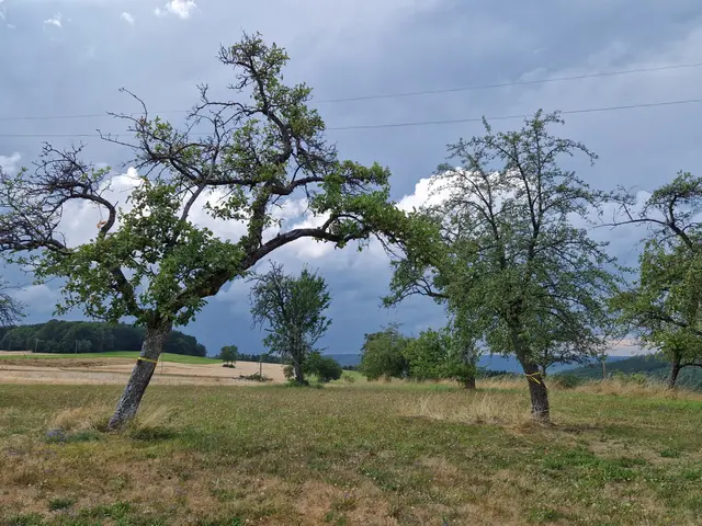 Das Ernteprojekt „Gelbes Band" setzt sich für einen achtsamen Umgang mit Lebensmitteln ein. Die von Obstbaumbesitzern gelb markierten Bäume zeigen, dass hier die Früchte frei für den eigenen Verbrauch zur Verfügung stehen. 

 | Foto: Landratsamt Neckar-Odenwald-Kreis