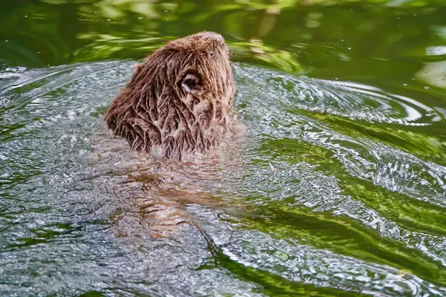 Plötzlich: eine Bewegung im Wasser. Kein Ast, kein Schatten, kein verspäteter Fisch – sondern der Biber selbst, ruhig schwimmend, fast würdevoll, als gehöre ihm dieser Abschnitt der Erf seit jeher. Nur die Nase, der Kopf, ein Teil des braunen Rückens zeichnen eine feine Spur auf die Wasseroberfläche. Für einen Moment scheint der Bach seine eigene Geschichte sichtbar zu machen: die Rückkehr eines Tieres, das Landschaft nicht nur bewohnt, sondern mitgestaltet.