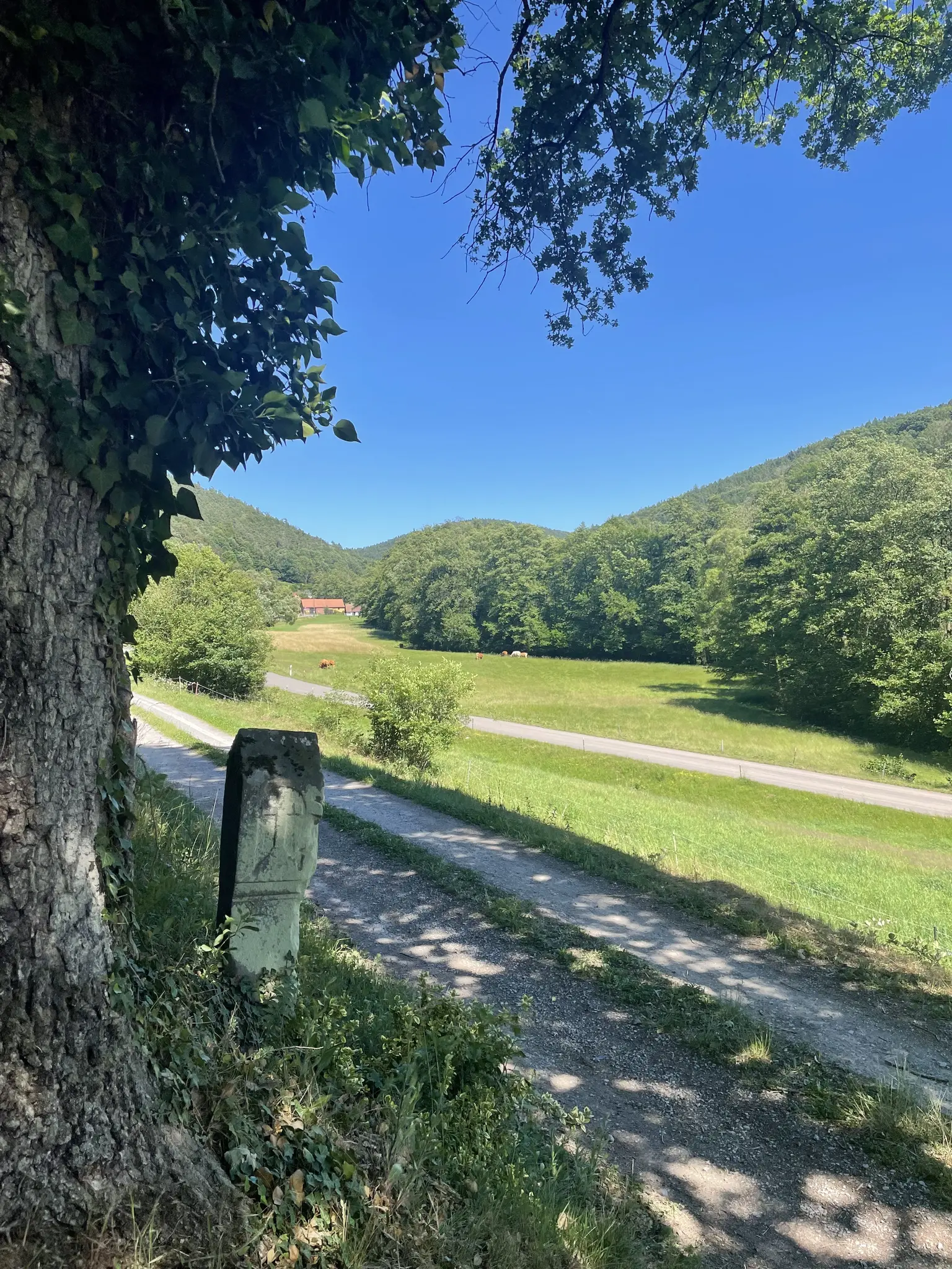 Ein-Geheimtipp-unterwegs-im-Reuenthal-auf-den-Spuren-eines-Minnes-ngers-