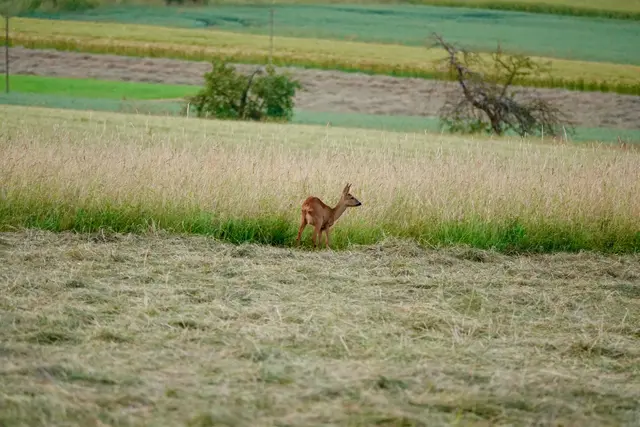 Der Hunger treibt die Rehe trotz der Hitze und der Betriebsamkeit  an. Das frisch nachwachsende, saftige Gras auf den rasierten Wiesen zieht die Tiere magisch an.
