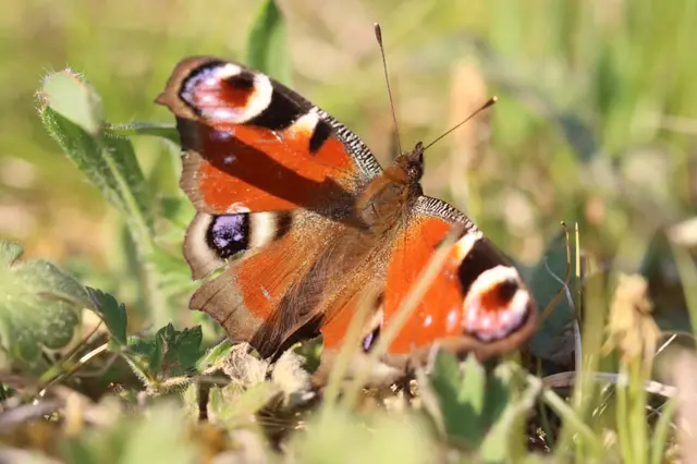 Foto: Foto: Christoph Parsch