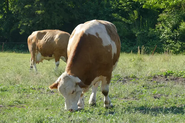 Henry grast friedlich zwischen den Kühen. Sein sorgenfreies Leben verdankt er einer Gönnerin, deren Herz er als Kälbchen eroberte.  | Foto: Frauke Beck