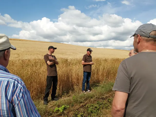 Armin Mechler (Mitte) und Sohn Julian erklären den interessierten Besuchern die Anbautechniken der Dinkelsorte „Bauländer Spelz“ für ihre Grünkernproduktion in Altheim

 | Foto: Landratsamt Neckar-Odenwald-Kreis