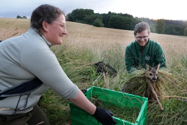 Geschafft! Das Rehkitz ist in sicheren Händen und kommt nun in die Box. Landwirt Stefan Gehrig vom Schlempertshof in Höpfingen half auch mit.
Foto: Martin Hahn

