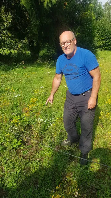 Wolfgang Winter :am Radweg in Sulzbach vermehrt sich das Jakobskreuzkraut rasent schnell. | Foto: ödp 