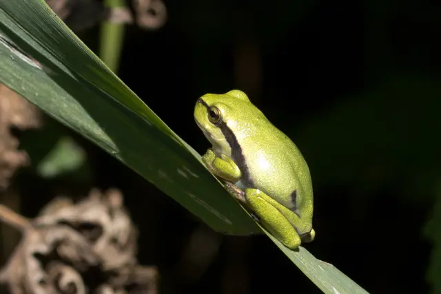 Kleiner Frosch – große Wirkung. Trotz geringer Körpergröße kann ein Laubfrosch-Männchen mit lautem Quaken auf sich aufmerksam machen. | Foto: Angelika Thuille (Bildrecht vorhanden)