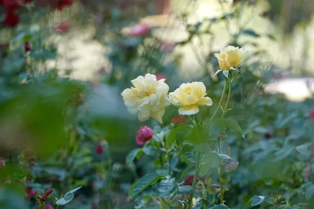 Im Wertheimer Rosengarten