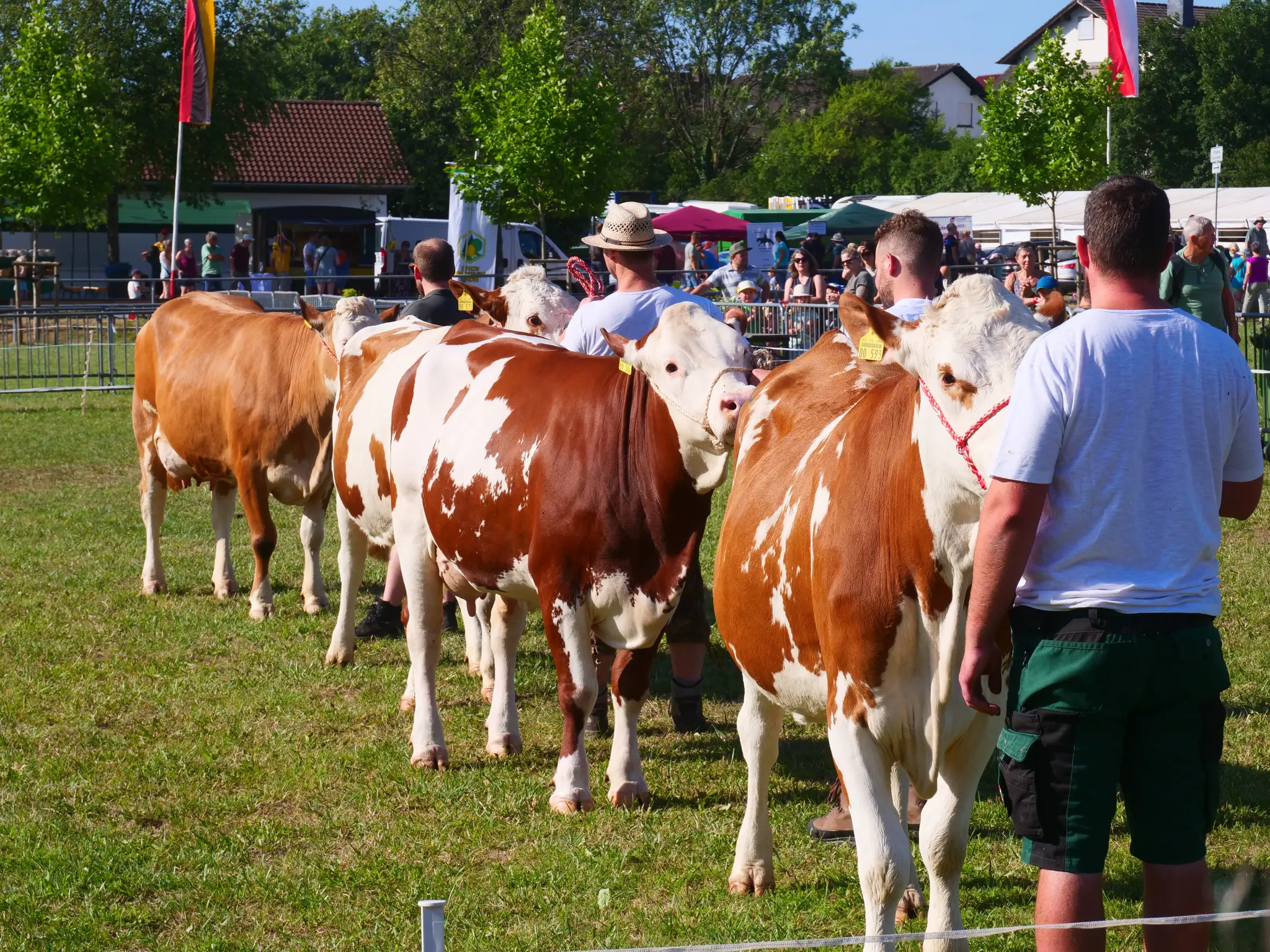 Beerfelder-Pferde-Fohlen-und-Zuchtviehmarkt