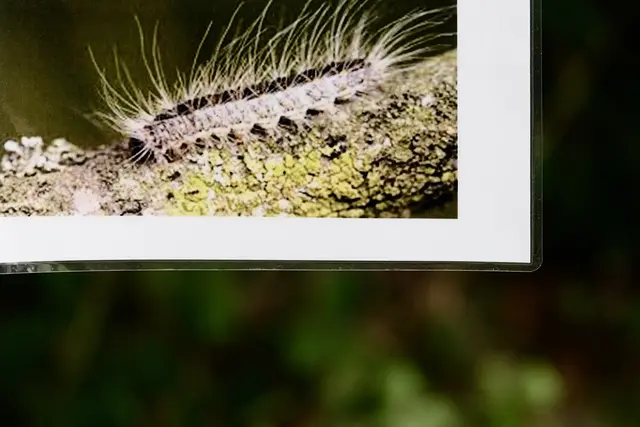 Der Eichenprozessionsspinner - Nahaufnahme auf einem Warnschild. Foto Roland Schönmüller 
