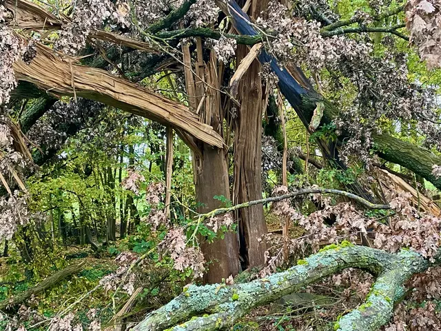 Baum vom Blitz getroffen und stark beschädigt.