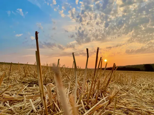 Sonnenaufgang im August im Odenwald. Foto Roland Schönmüller 
