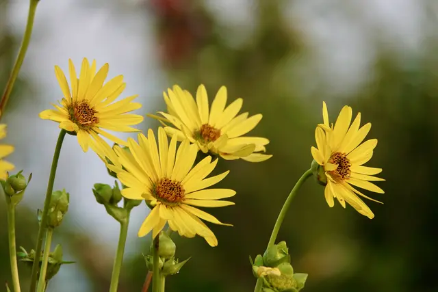 
 Sommerblumen in einem Odenwälder Bauerngarten. Foto Roland Schönmüller 