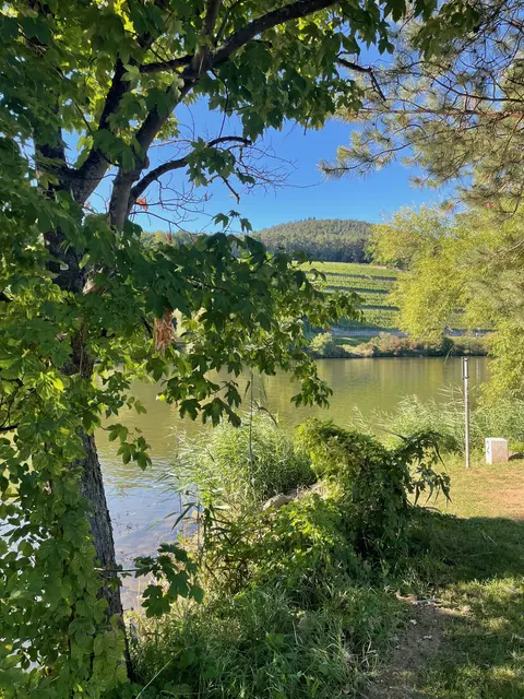 Wer von den Ufern des Mains hinaufblickt auf diese steilen Terrassen aus rotem Buntsandstein, sieht ein jahrhundertealtes Kulturdenkmal. Mit bis zu 70 Prozent Neigung strecken sich die Reben der Sonne entgegen. Doch dieses monumentale Postkartenidyll bröckelt massiv.