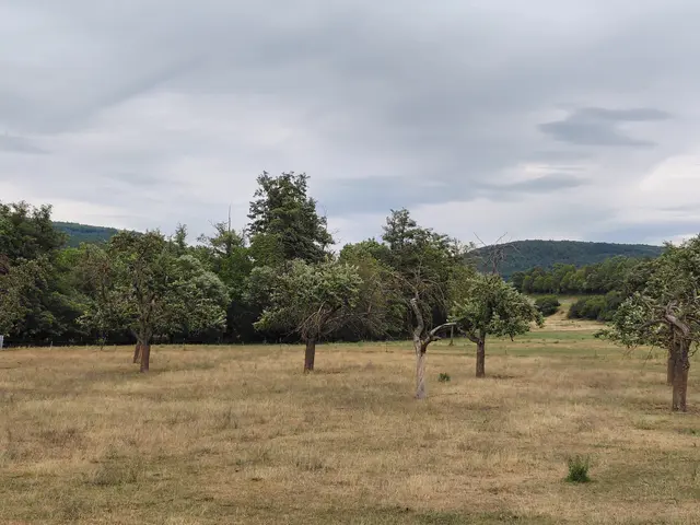 Der Klimawandel hat auch Auswirkungen auf die Streuobstbestände im Landkreis Miltenberg.  | Foto: Linda Sedelmayer-Oswald