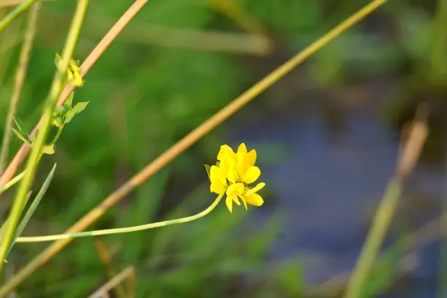 Blüten leuchten wieder dank Regen.