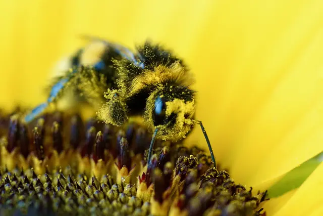 Bei den Insekten herrschte derweil reger Betrieb. Hummeln und Falter zogen von Blüte zu Blüte, als müssten sie nach der Hitzepause eine verspätete Sommerinventur nachholen. Blütenpollen standen offenbar hoch im Kurs; wer genau hinsah, konnte meinen, hier werde nicht einfach gesammelt, sondern mit Kennermiene verkostet. Die Hummel brummte dazu ihr tiefes Zufriedenheitslied — irgendwo zwischen Traktor im Leerlauf und philosophischer Zustimmung. 
