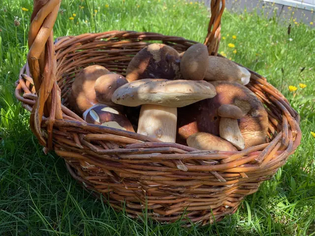Was sind das für Pilze? | Foto: Barbara Kolb