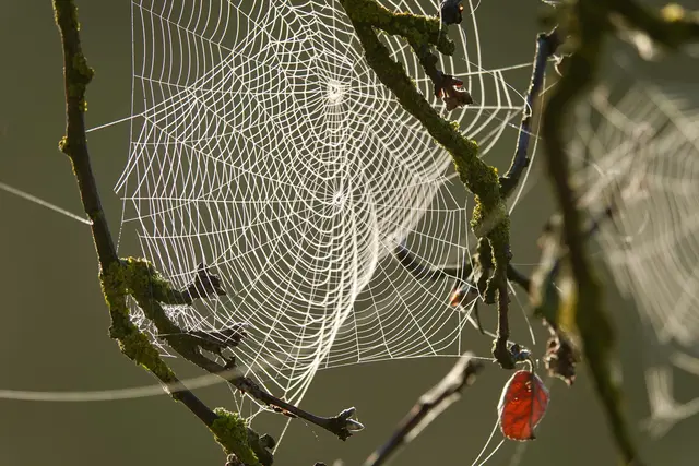 Ein goldenes Versprechen für die Seele 

Wenn Ihnen also demnächst beim Spaziergang durch die bunten Odenwälder Wälder oder entlang der Tauberschleifen ein glitzernder Faden durchs Gesicht segelt, schimpfen Sie nicht über die Spinnen-Luftwaffe. Dank der hohen Luftfeuchtigkeit am Morgen setzen sich winzige Tautropfen auf den Fäden ab, die sie wie Perlenketten im Gegenlicht leuchten lassen und uns zeigen, wie wunderschön Veränderung sein kann. 