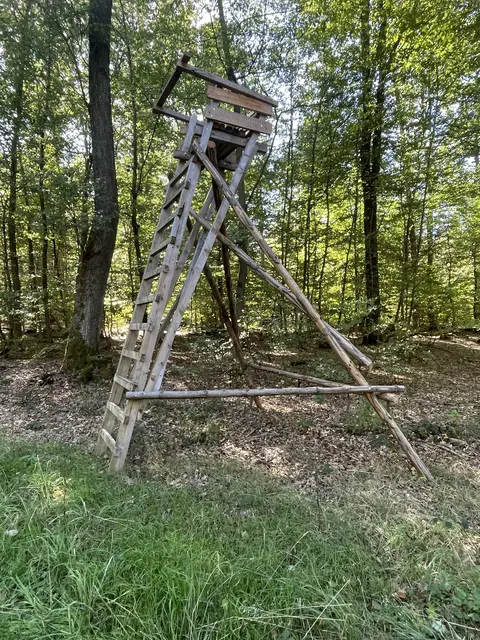 Ein Jägerhochsitz wäre die Rettung, wenn hier Wildschweine ankämen.