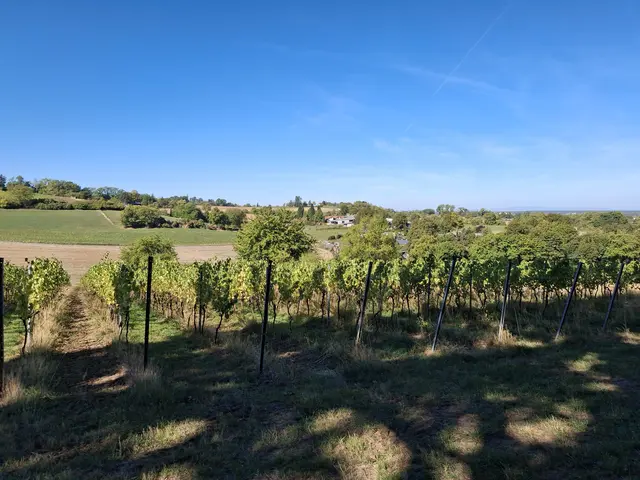 Guter Wein | Foto: Wolfgang Giegerich