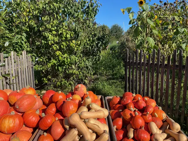 Die alten Wetterpropheten vom Lande untermauern dieses Gartenwissen seit Jahrhunderten mit ihren Bauernregeln. „September-Vollmond klar und rein, bringt fürs nächste Jahr viel Wein“, verspricht eine alte Weisheit, die auf sonnige Herbsttage und süße Trauben hoffen lässt. Foto Roland Schönmüller 