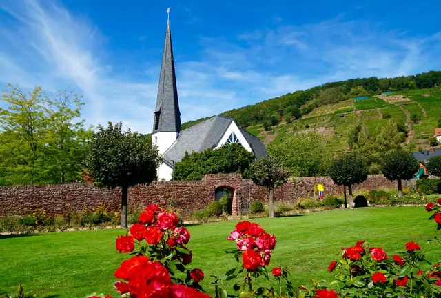 Romantik pur: Blick vom Rosengarten über die evangelische Kirche hoch zu den steilhangigen Weinbergen.