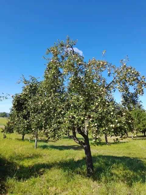 Ein Sodener Grüner auf einer Sulzbacher Streuobstwiese | Foto: Dr. Harald Höcker