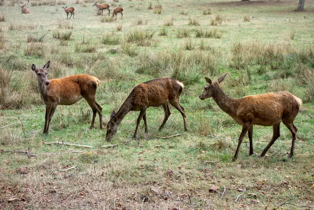 Foto: Harald Metzger