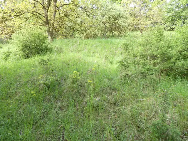 Sukzession: Zunehmende Ausbreitung von Gehölzen auf ehemaligen Wiesen und Weiden, die wieder in Nutzung gebracht werden sollen. 
 

 | Foto: LEV-Geschäftsstelle, Matthias Jurgovsky
