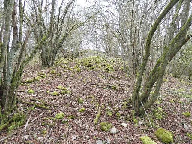 Steinriegel: Mit Haselbüschen bewachsener Steinriegel im Muschelkalk, der wieder freigepflegt werden soll. | Foto: LEV-Geschäftsstelle, Matthias Jurgovsky