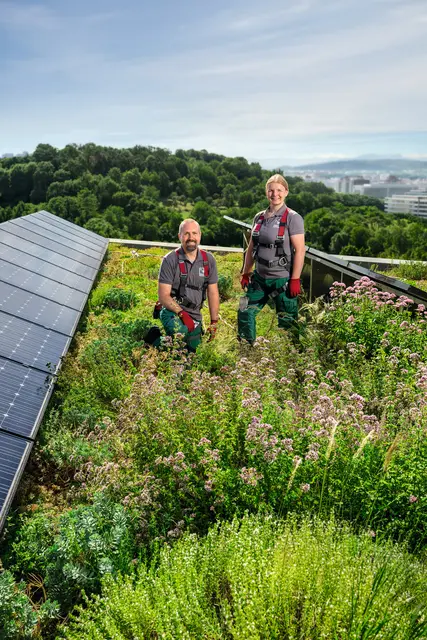 Gründächer mit Solarmodulen