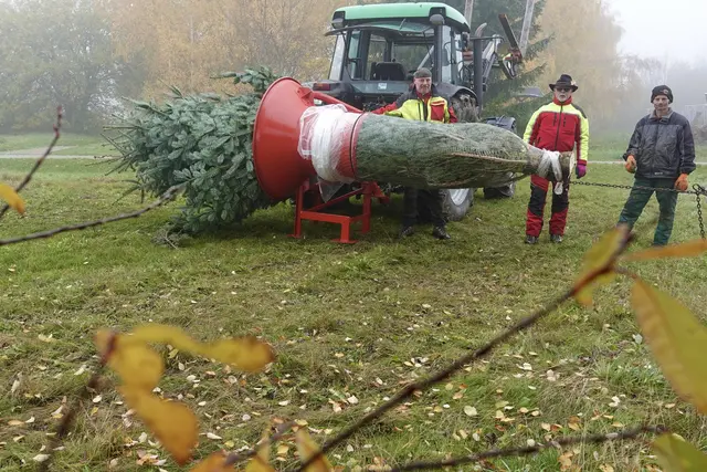 Wer seinen Baum direkt bei regionalen Erzeugern auswählt, verbindet damit oft mehr als nur den Kauf eines Dekorationsartikels. Der Christbaum wird zum Ausdruck von Heimatverbundenheit, Tradition und Vorfreude auf das Fest.

Gleichzeitig verändern sich die Gewohnheiten der Käufer. Auffällig ist, dass Weihnachtsbäume heute häufig deutlich früher ausgesucht und aufgestellt werden als noch vor einigen Jahren. Viele Menschen möchten die festliche Atmosphäre möglichst lange genießen. Deshalb beginnt die Nachfrage oft bereits Wochen vor Weihnachten. 
Dennoch besitzt der echte Christbaum für viele Menschen eine besondere Ausstrahlung. Sein Duft, seine natürliche Form und das gemeinsame Aussuchen gehören für zahlreiche Familien ebenso zum Weihnachtsfest wie Geschenke und Festtagsgebäck. Gesehen beim Christbaumhändler Horst Schneider (links) mit engagierten Mitarbeitern in Eichenbühl- Guggenberg im Odenwald 2025.