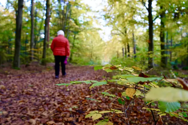 Spaziergänge in Wäldern, Parkanlagen und entlang von Baumalleen sollten während Sturmwarnungen vermieden werden.