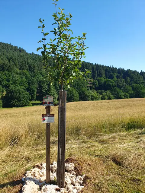 Ein junger Apfelbaum mit Stützpfahl und Schafwolle am Gießrand. Die Wolle hilft, Feuchtigkeit im Boden zu halten und schützt vor Hitze. | Foto: Privat