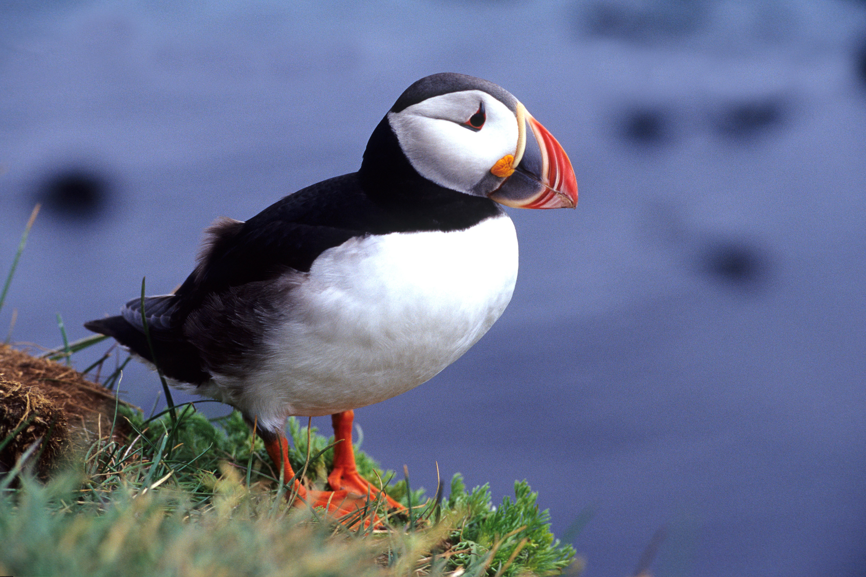 Papageitaucher, Island, Latrabjarg, Westfjorde
