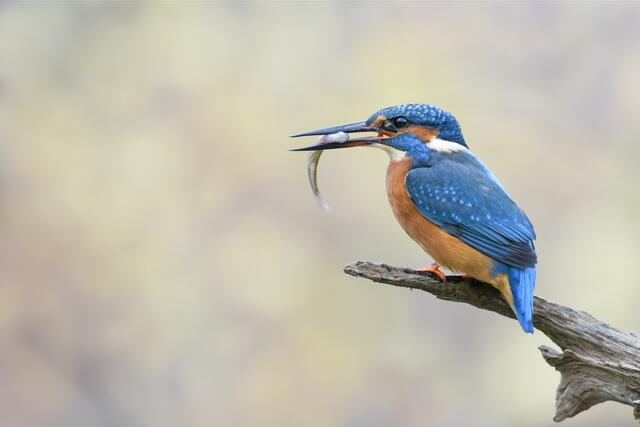 Eisvogel | Foto: Christoph Bosch