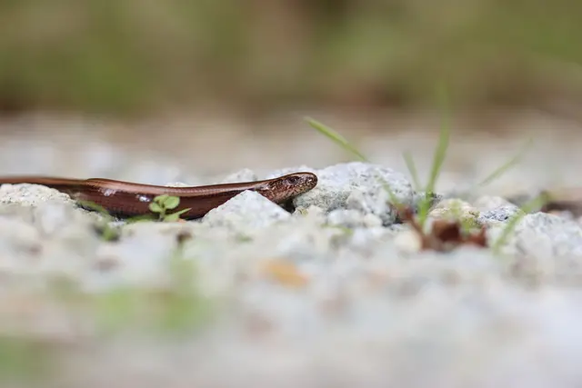 Foto: Christoph Parsch