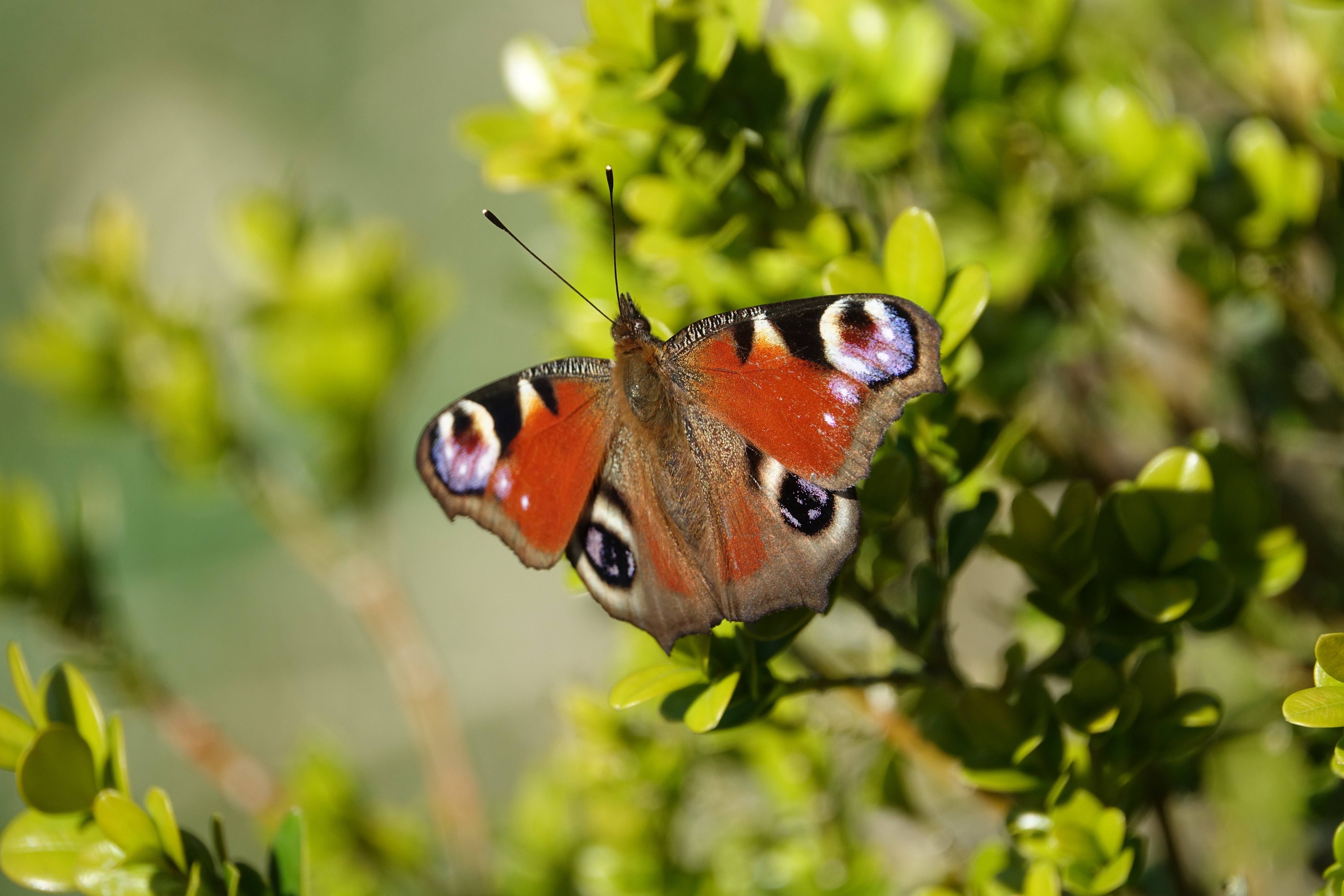 Gesehen am 06.04.2018 im Odenwald