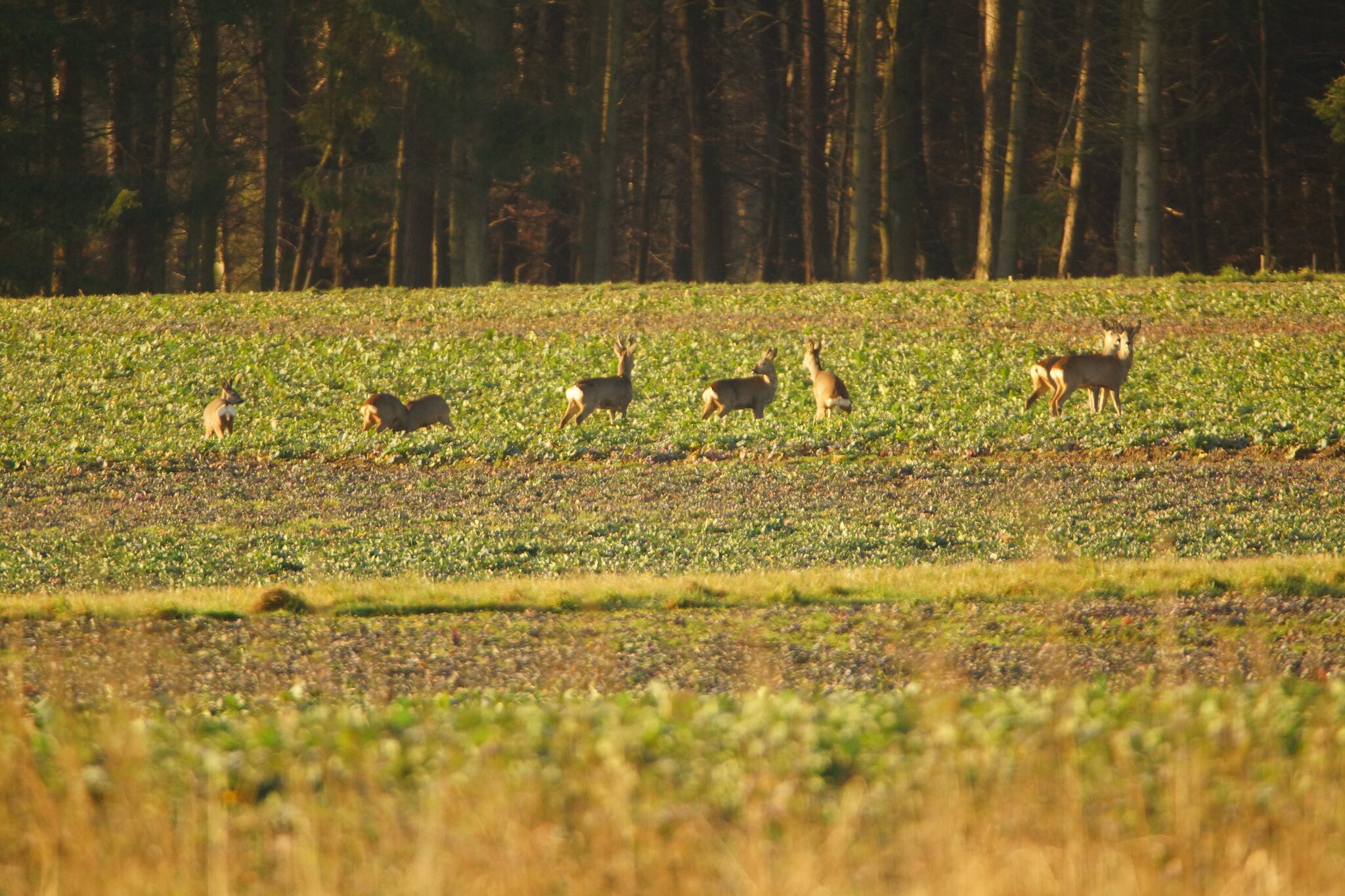 Morgenstund Hat Gold Im Mund Englisch www.meine-news.de