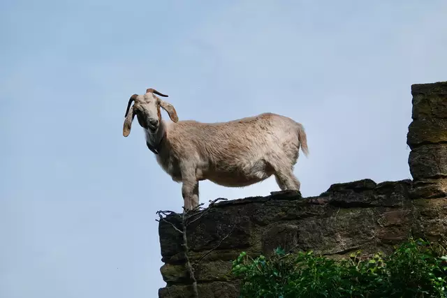 In alter Manier: Hoch hinaus!